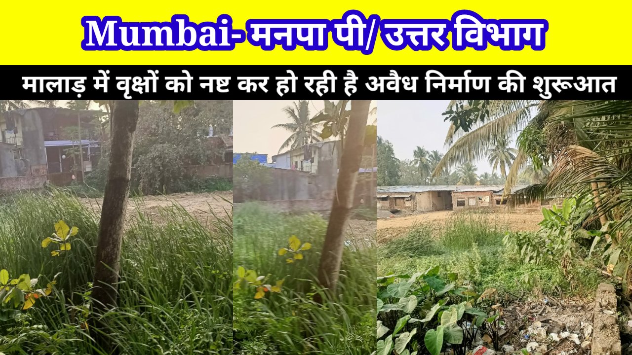 मालाड़ मे अवैध निर्माण के लिए झाड़ियां और वृक्षों की निर्मम हत्या।