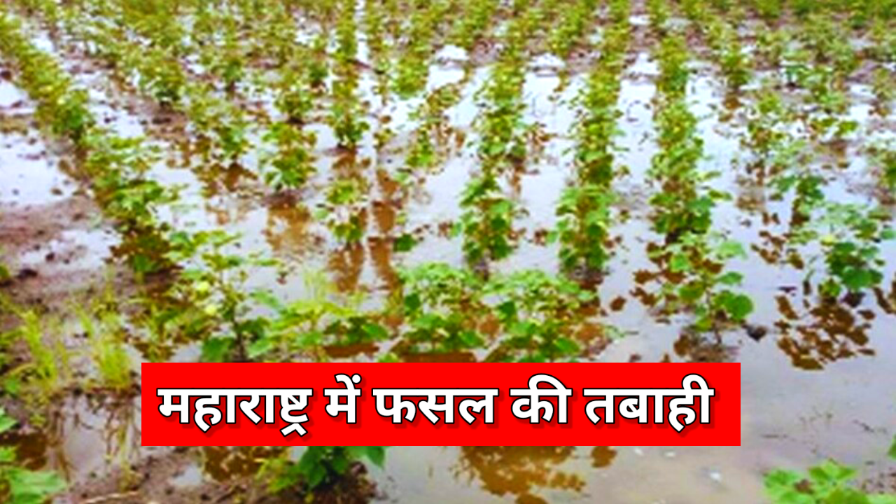 महाराष्ट्र में बेमौसम बरसात से तबाही, चना, गेहूं, अरहर और फलों के साथ कपास को नुकसान