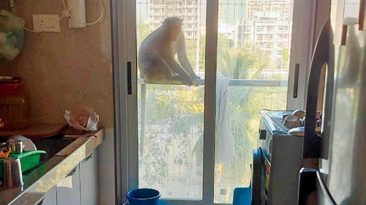 Borivali में Monkey Menace: हाई-राइज बिल्डिंग में घुस रहे बंदर, रहवासी परेशान