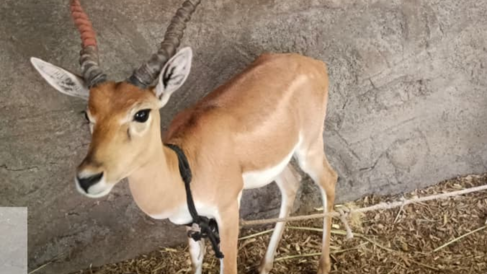 chalisgaon-blackbuck-seized-forest-worker-house-ccca-information
