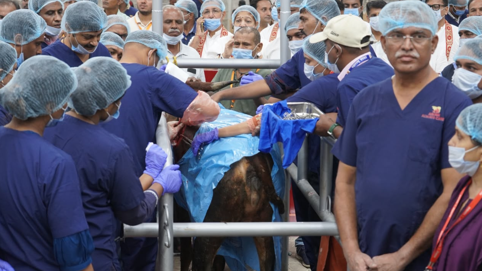 ghatkopar-free-animal-surgery-camp